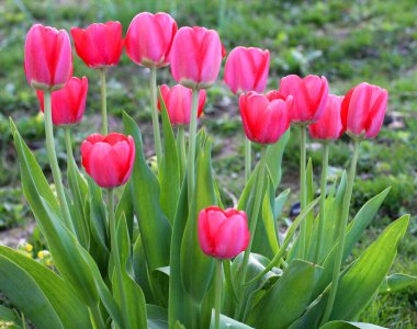 Baharda, bahçedeki bir çiçek tarhında kırmızı laleler açar.