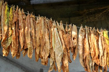 For drying, tobacco leaves are strung on a cord