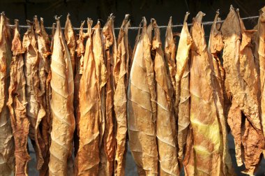 For drying, tobacco leaves are strung on a cord