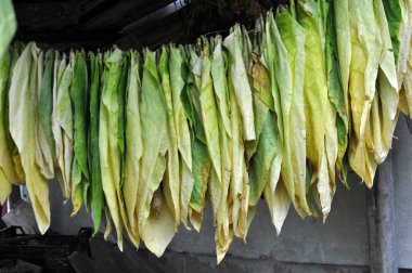 For drying, tobacco leaves are strung on a cord
