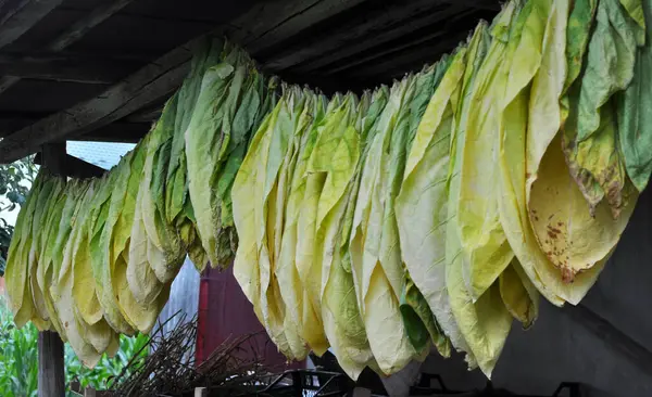 For drying, tobacco leaves are strung on a cord