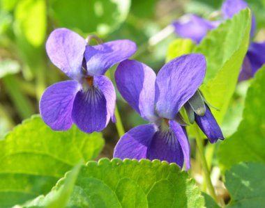 Baharda vahşi ormanda menekşe (Viola odorata) yetişir.
