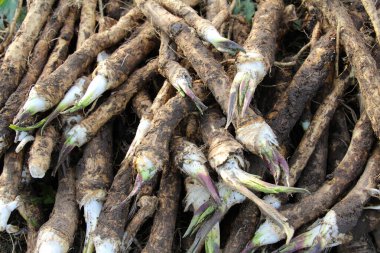 Yığının üzerinde taze kazılmış sonbahar yabanturpu kökü