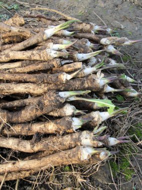 Yığının üzerinde taze kazılmış sonbahar yabanturpu kökü