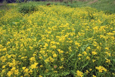 Yabanturpu (Rorippa) vahşi doğada yetişir.
