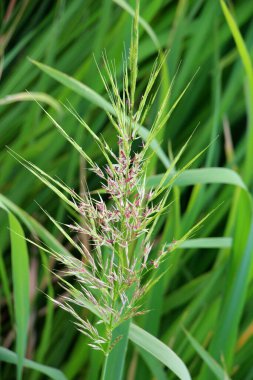 Zizania latifolia vahşi doğada sığ sularda yetişir.