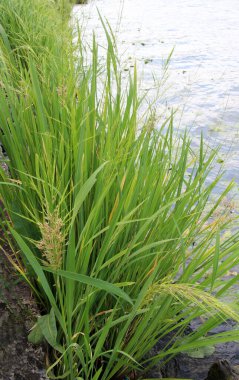 Zizania latifolia vahşi doğada sığ sularda yetişir.