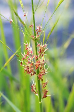 Zizania latifolia vahşi doğada sığ sularda yetişir.