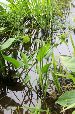 Alizma bitkisi-aquatica nehir kıyısının sığ sularında yetişir.