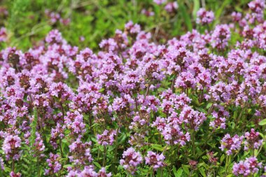 Kekik (Thymus serpilllum) yazın vahşi doğada açar.