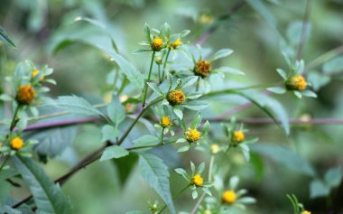 İlaç bitkileri doğada yetişir.