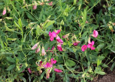 Yazın, Lathyrus tüberosus tarladaki otların arasında yetişir.
