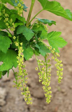 Baharda, bahçede frenk üzümü (Ribes rubrum) çiçek açar..