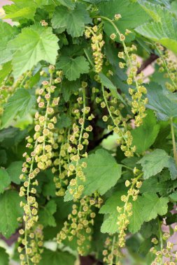 Baharda, bahçede frenk üzümü (Ribes rubrum) çiçek açar..
