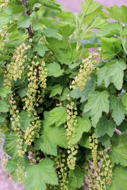 Baharda, bahçede frenk üzümü (Ribes rubrum) çiçek açar..
