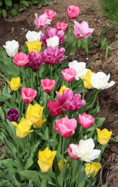 Baharda, bahçedeki bir çiçek tarlasında çok renkli laleler açar.