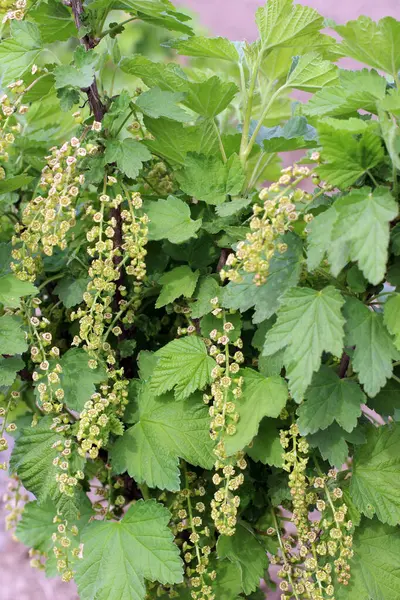 Baharda, bahçede frenk üzümü (Ribes rubrum) çiçek açar..