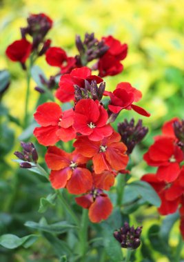 Baharda, çiçek bahçesindeki bahçede Erysimum cheiri (Cheiranthus cheiri) çiçek açar.