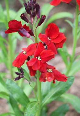 Baharda, çiçek bahçesindeki bahçede Erysimum cheiri (Cheiranthus cheiri) çiçek açar.