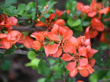 Japon ayva (Chaenomeles japonica) baharda bahçede çiçek açar