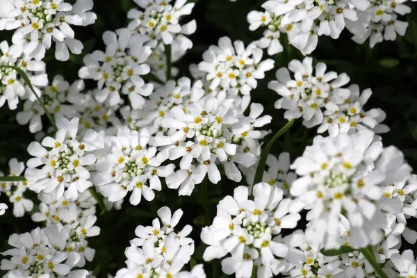 Beyaz çiçeklerle bembeyaz iberiler çiçek tarhında yetişir.