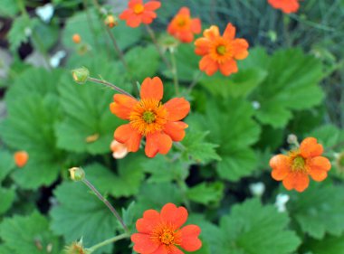 Geum quellyon baharda bahçede çiçek açar.