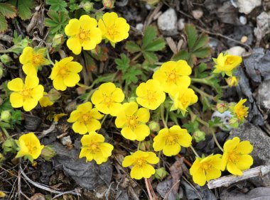 Potentilla incana, potentilla arenia baharda doğada yetişir.