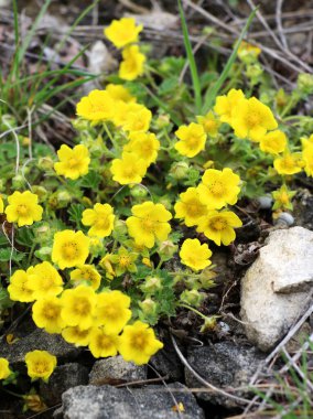 Potentilla incana, potentilla arenia baharda doğada yetişir.