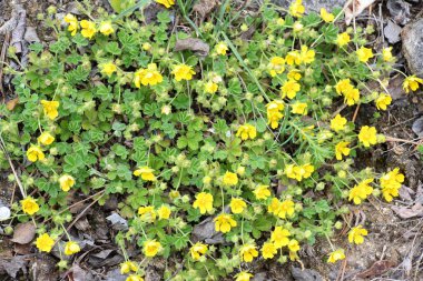 Potentilla incana, potentilla arenia baharda doğada yetişir.
