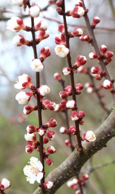 Baharda bahçede bir kayısı ağacı açar.