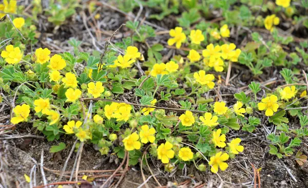 Potentilla incana, potentilla arenia baharda doğada yetişir.