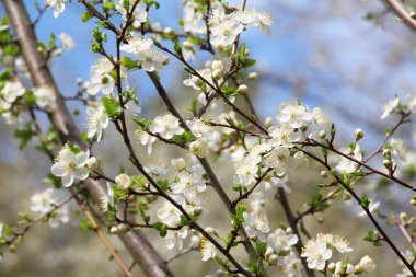 Kiraz eriği (Prunus cerasifera, Prunus divaricata) baharda meyve bahçesinde çiçek açar.