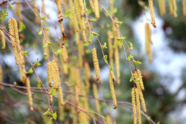 İlkbaharda huş dalları doğada açar.