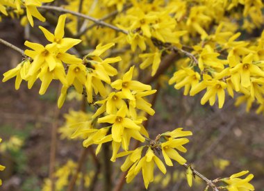 Forsythia çalıları doğada ilkbaharda çiçek açar.. 