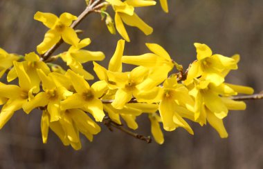 Forsythia çalıları doğada ilkbaharda çiçek açar.. 