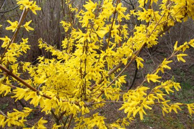 Forsythia çalıları doğada ilkbaharda çiçek açar.. 