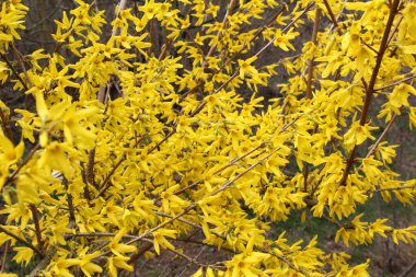 Forsythia çalıları doğada ilkbaharda çiçek açar.. 