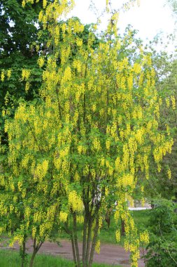 İlkbaharda, doğada süslü bir laburnum çalısı açar. 