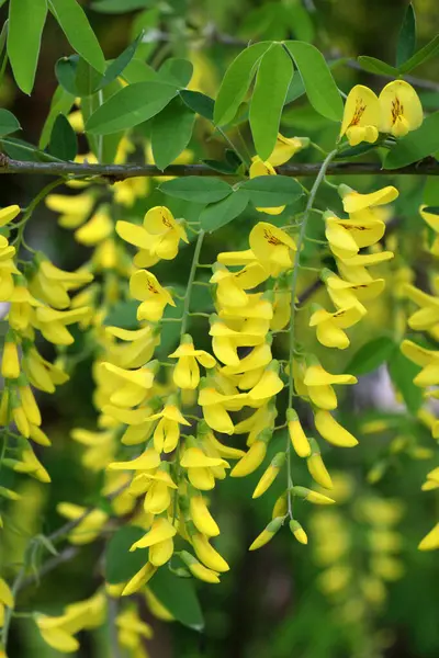 İlkbaharda, doğada süslü bir laburnum çalısı açar. 