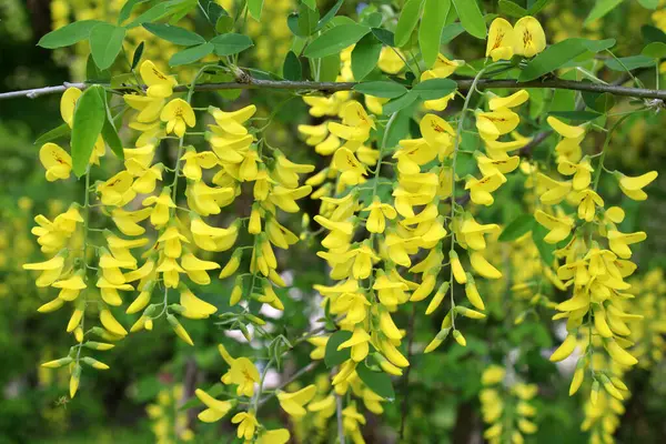 İlkbaharda, doğada süslü bir laburnum çalısı açar. 