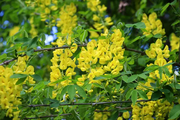 İlkbaharda, doğada süslü bir laburnum çalısı açar. 