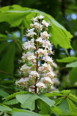 İlkbaharda kestane çiçekleri doğada açar (Aesculus hipokastanum, acı kestane)