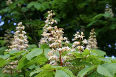 İlkbaharda kestane çiçekleri doğada açar (Aesculus hipokastanum, acı kestane)