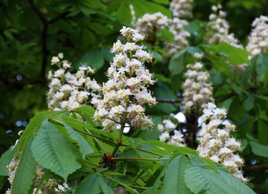İlkbaharda kestane çiçekleri doğada açar (Aesculus hipokastanum, acı kestane)