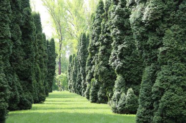 Thuja western (Thuja occidentalis) peyzaj tasarımı ve tıpta kullanılır..
