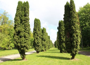 Thuja western (Thuja occidentalis) peyzaj tasarımı ve tıpta kullanılır..
