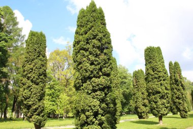 Thuja western (Thuja occidentalis) peyzaj tasarımı ve tıpta kullanılır..