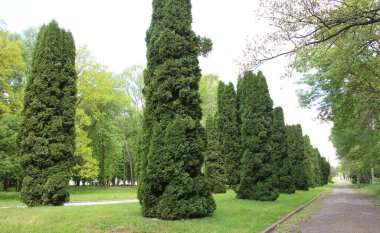 Thuja western (Thuja occidentalis) peyzaj tasarımı ve tıpta kullanılır..