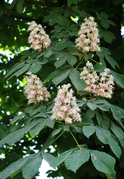 İlkbaharda kestane çiçekleri doğada açar (Aesculus hipokastanum, acı kestane)