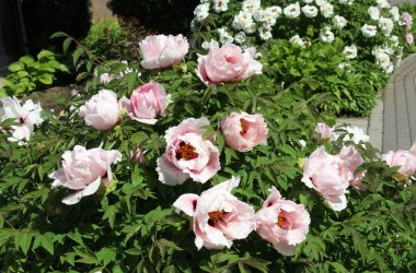 İlkbaharda bahçede çiçek açan şakayık ağacı gibi çiçek açar (Paeonia suffruticosa).